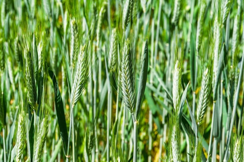 Vorteile von Biostimulanzien in der europäischen Landwirtschaft
