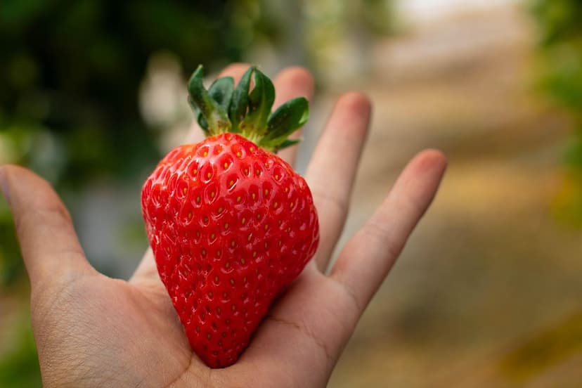 Micronutrienti nei Frutti di Bosco Sani: La Loro Importanza