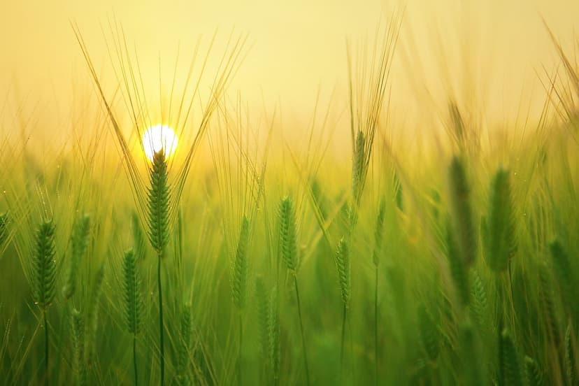 Soluciones Agrícolas: Un Camino hacia la Sustentabilidad