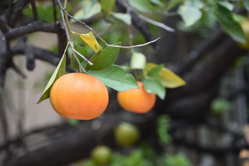 Biostimulants for Citrus: Complete Guide for Orange, Lemon, and Mandar