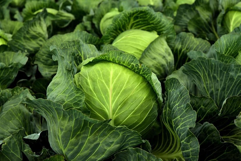 Estratégias de Agricultura Sustentável na América