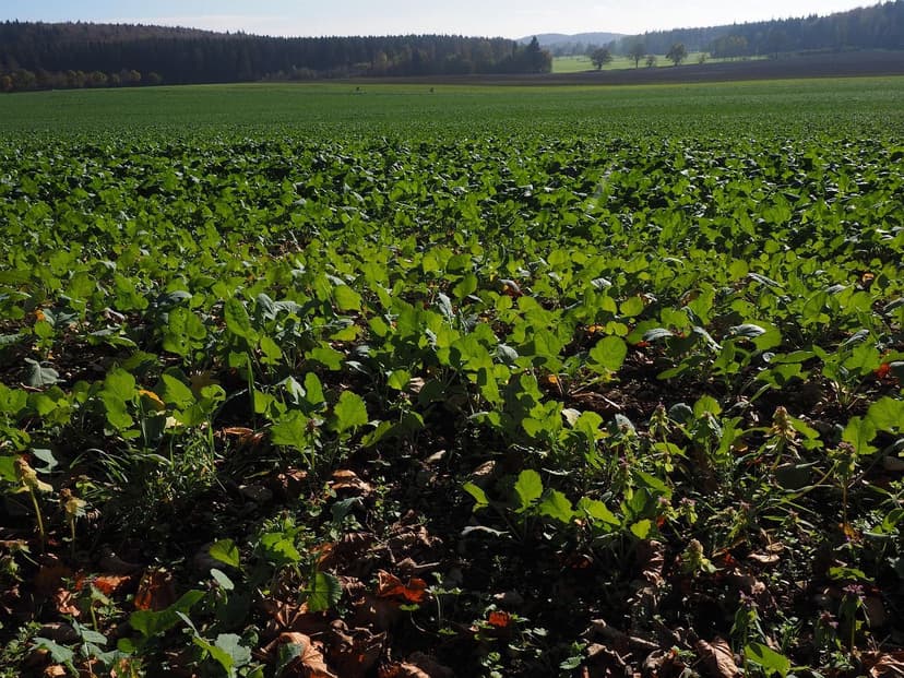 Biostimulanzien für Soja: Steigern Sie Ihre Ernte