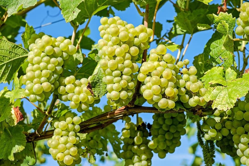 Cuajado de flor en vid con bioestimulantes: guía técnica 2026