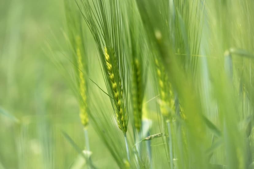 Bioestimulantes: melhora rentabilidade das culturas na Europa