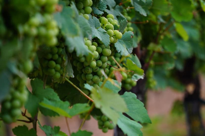 Fertilisation azotée de la vigne : doses et application