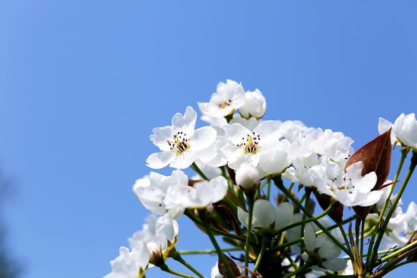 Use of Biostimulants to Improve Flowering in Plum Trees