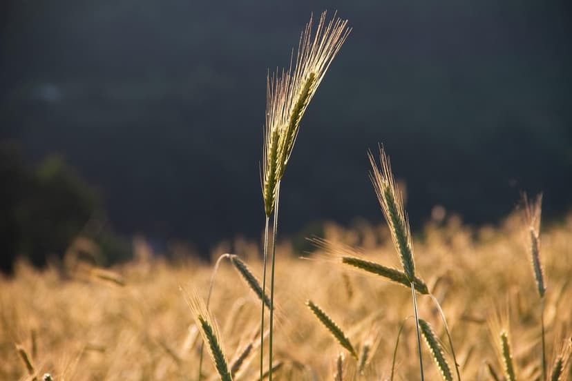Biostimulanzien für Obstkulturen: Steigern Sie Ihren Ertrag