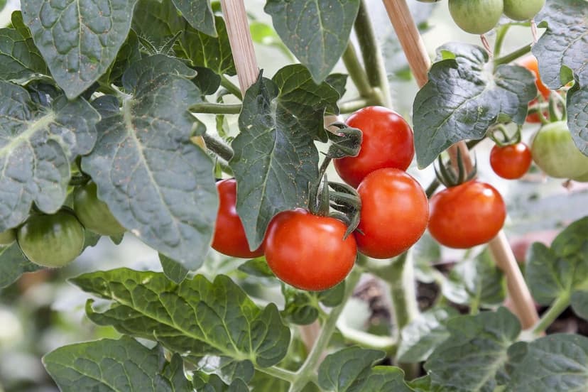Biostimulants in processing tomatoes: +14% yield and +20% BRIX while r