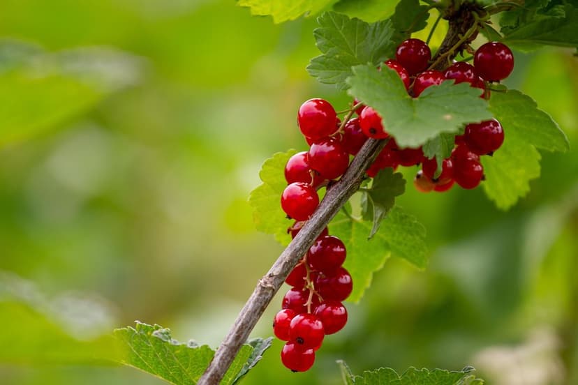 Bioestimulantes para Solo e Soja em Seca