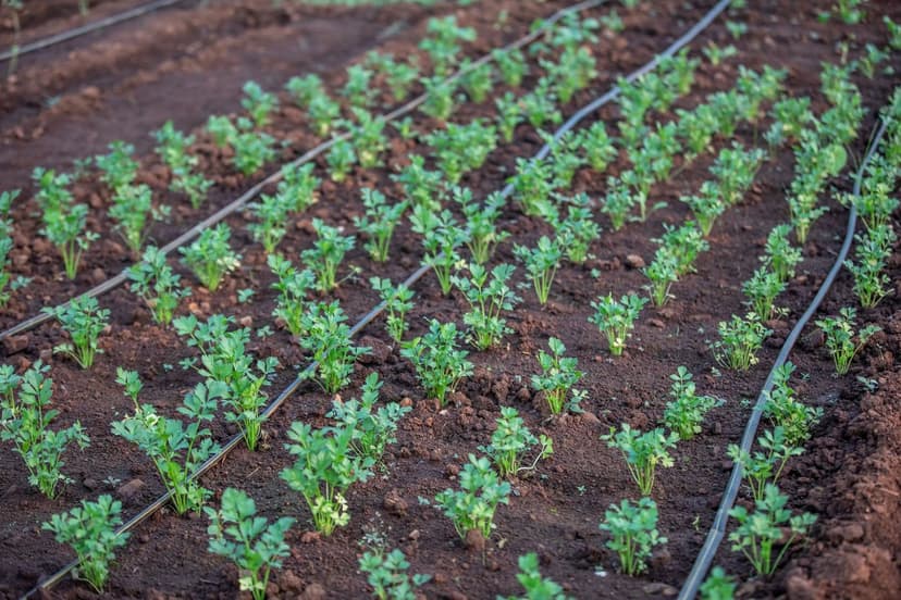 Bioestimulantes Agricultura Ecológica: Mejores Opciones