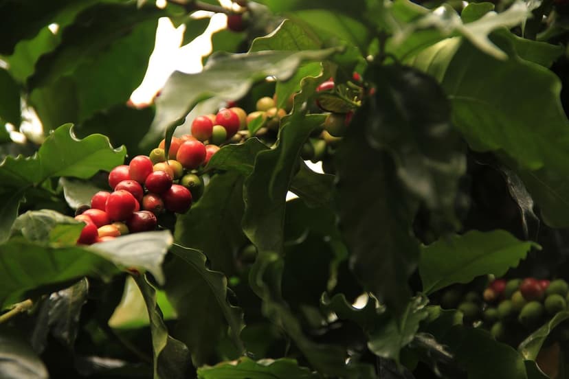 Micronutrients in Healthy Berries: Their Importance