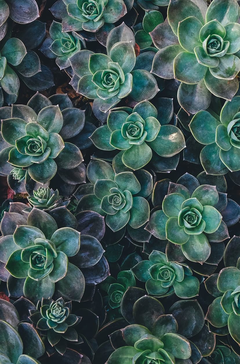 3. Meccanismi d'azione delle alghe unicellulari nella fisiologia vegetale