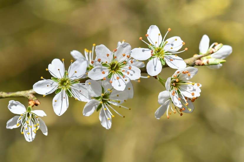 Uso de Bioestimulantes para Mejorar la Floración en Ciruelos