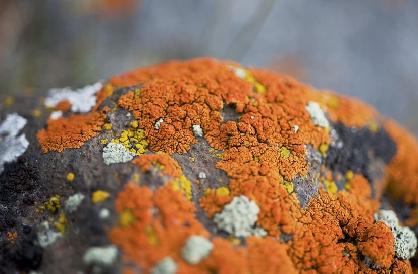 Algues Unicellulaires vs Acides Humiques : Quel est le Meilleur ?