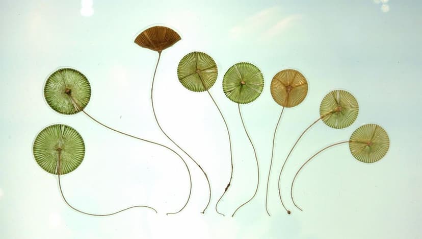 Bioestimulantes de Algas: A Batalha pela Eficácia e Sustentabilidade (