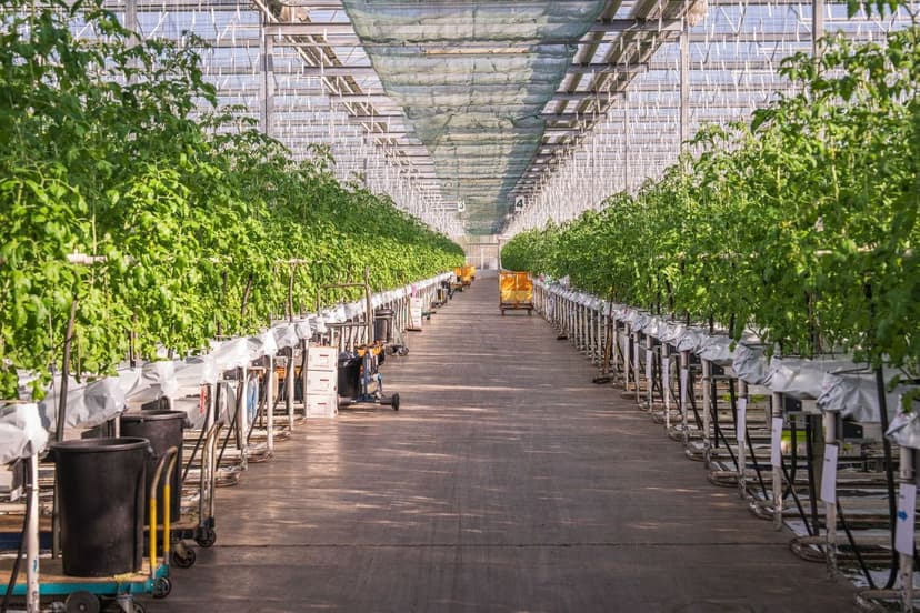 Behandlung von Sonnenbrand bei Tomaten mit Biostimulanzien