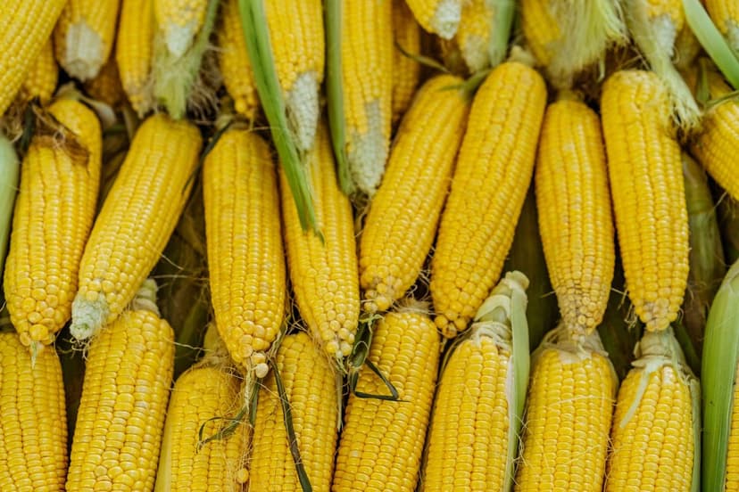 Biostimulanzien für Mais zur Ertragssteigerung