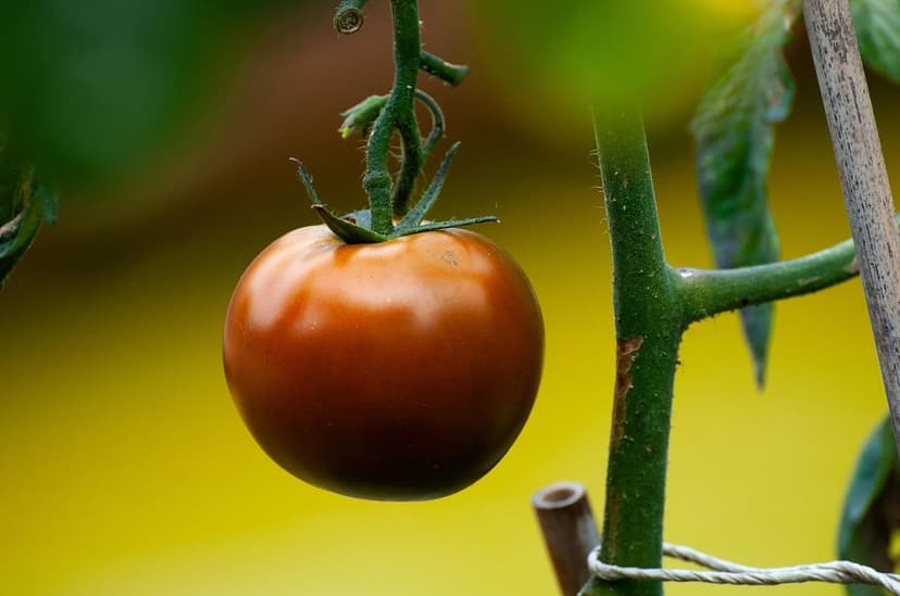 Uso de Humus de Lombriz para Enriquecer el Tomate
