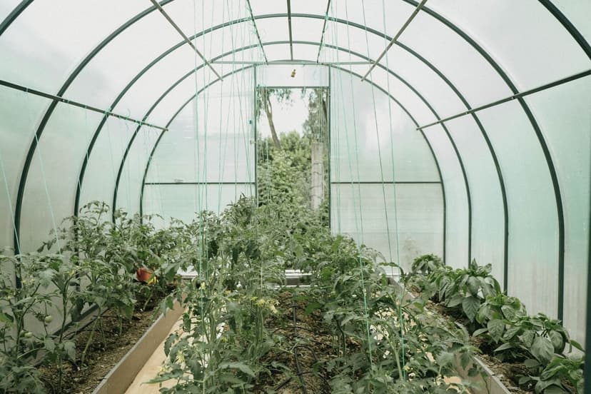 Microbioma del suelo en tomate ecológico: guía 2026
