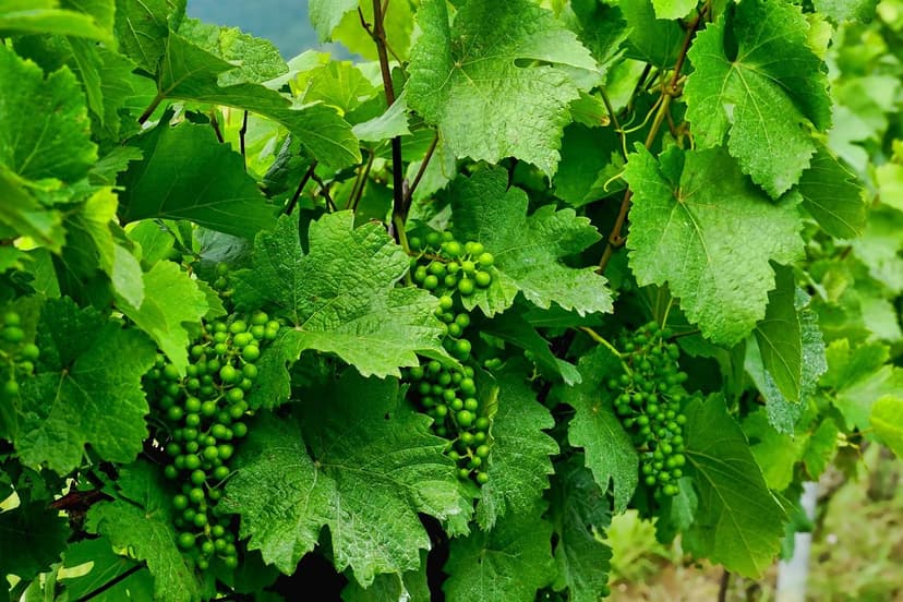 Biostimulanzien bei Tempranillo-Reben: +25 % Ertrag in Ribera del Duer
