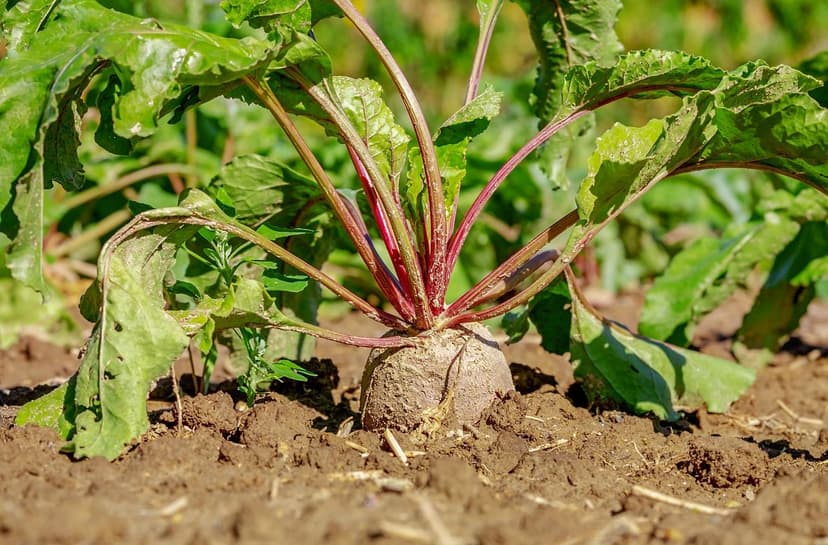 Réglementation des Biostimulants en Europe : Changements pour les Agri