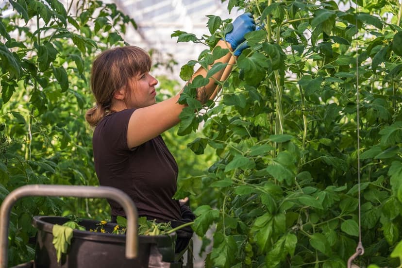 Gestione del colpo di sole nel pomodoro con biostimolanti