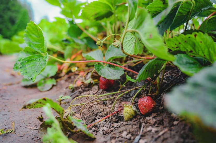 Bodenmanagement für optimale Beerenproduktion