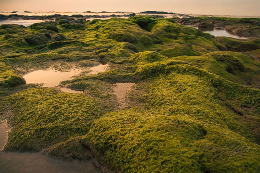 Unicellular Algae vs Amino Acids as Biostimulants