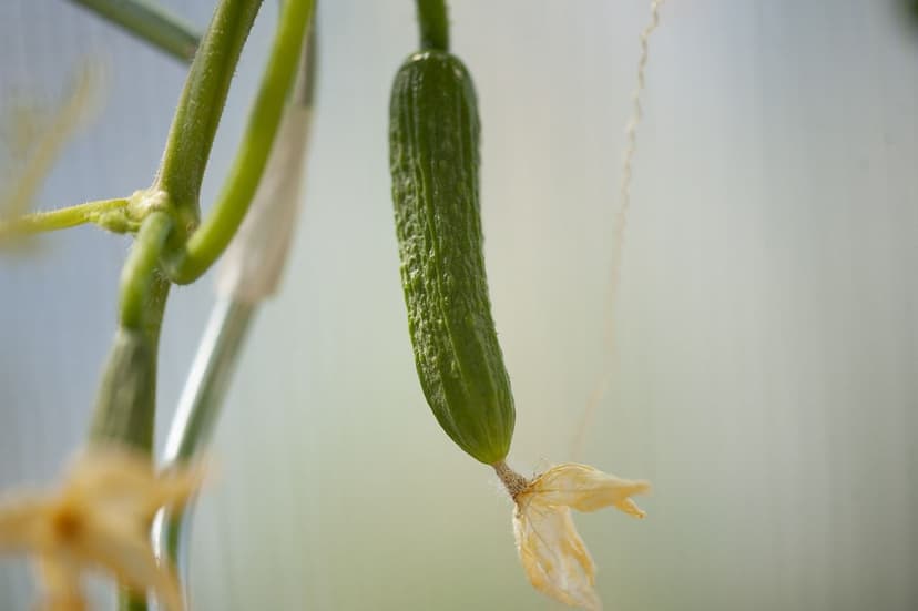 Strategien zur Steigerung der Tomatenproduktion in Kolumbien