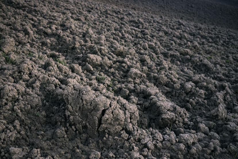 Bioestimulação para Cacau em Solo Ácido