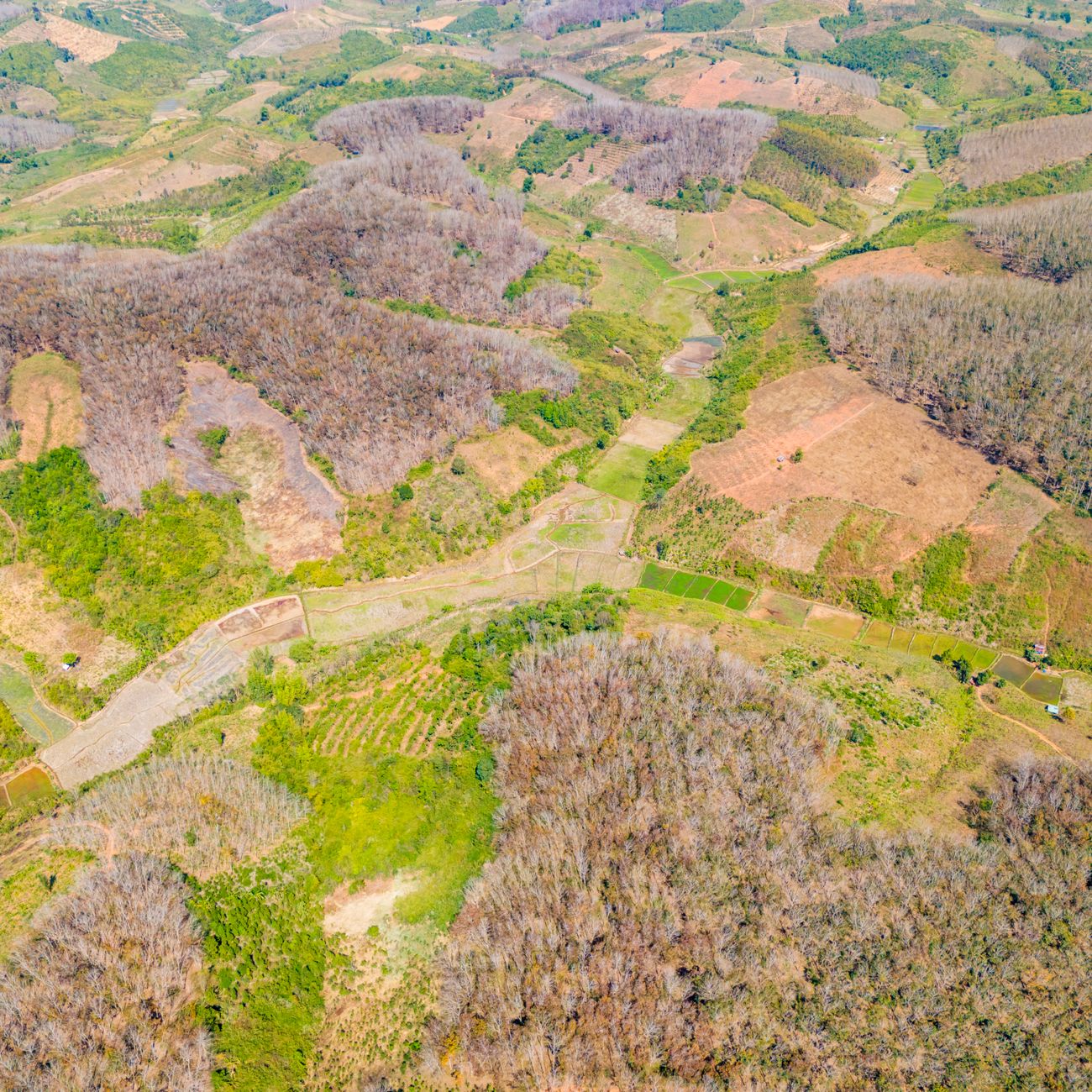Impacto del cobre en el suelo y la planta