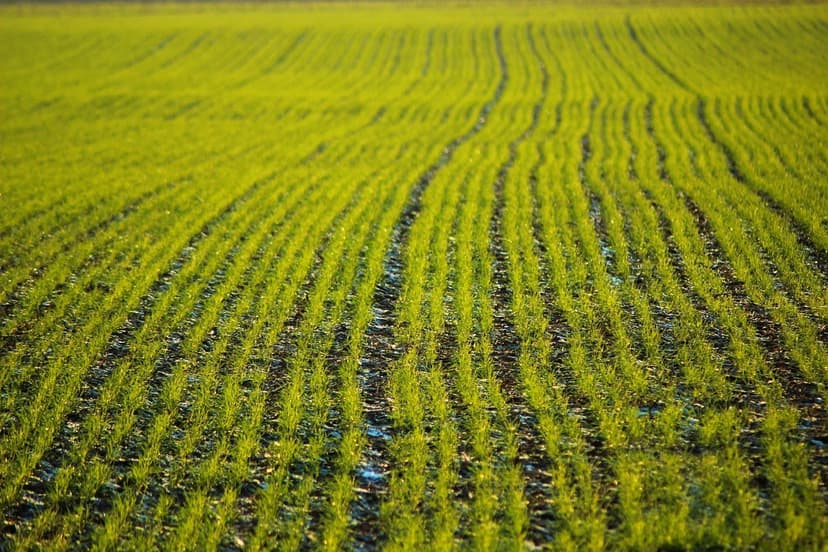 Nutrição vegetal sustentável com bioestimulantes naturais