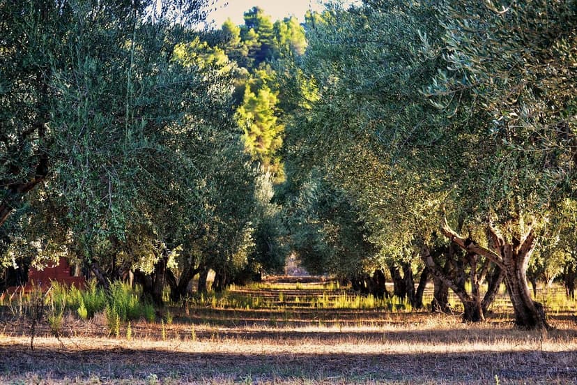 Mecanismos de Ação no Estresse Hídrico da Oliveira