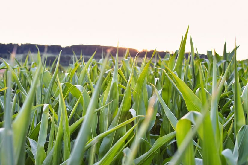 Impatto Ambientale dei Bioprotettori in Agricoltura