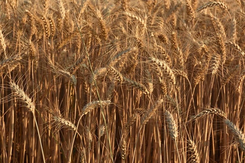 Trends Bioprotektoren Tropische Kulturen 2026