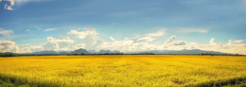 Bioestimulantes para Melhorar a Qualidade de Cultivos Europeus