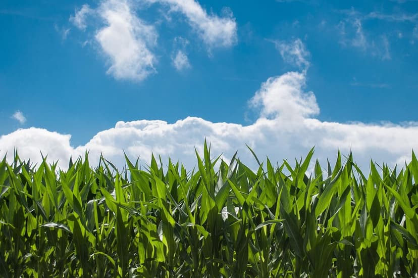 Application of Biostimulants in Eggplant Crops
