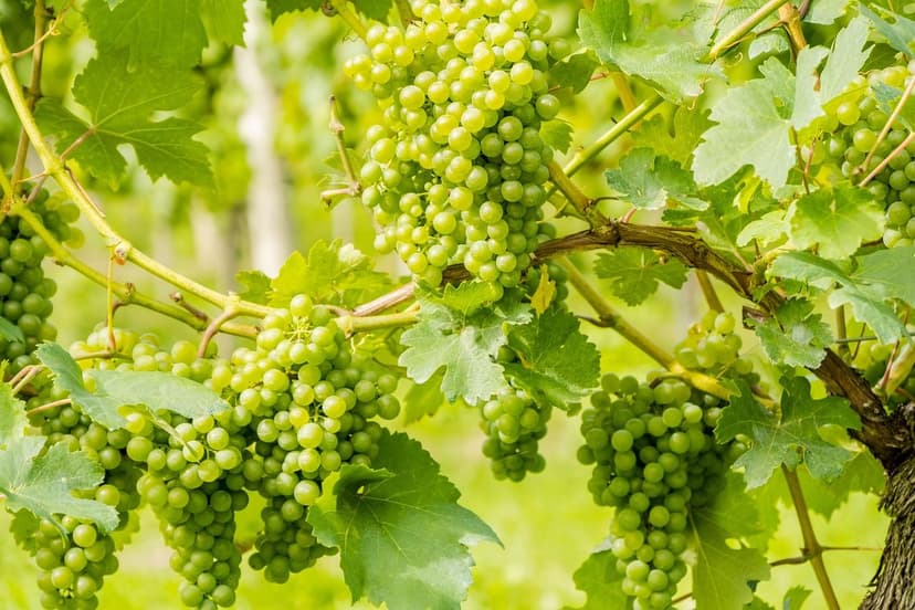 Soil microorganisms: increase agricultural productivity
