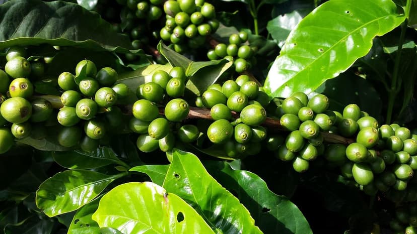 Aminosäure-Biostimulanzien für Avocado in salzhaltigen Böden
