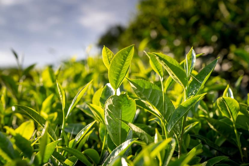 Benefici dei Bioprotettori nelle Colture di Frutti Tropicali
