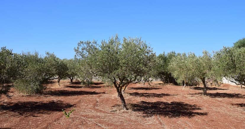 Effets des Biostimulants sur les Oliviers face aux Sécheresses
