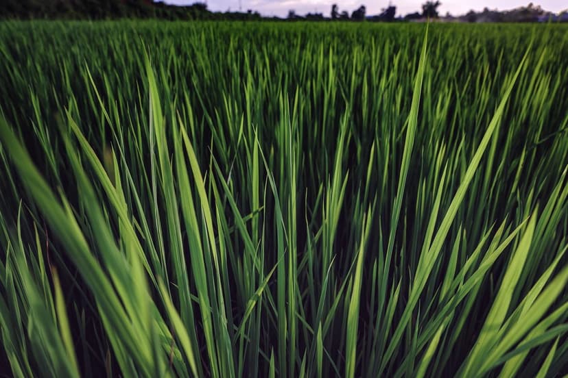 Biostimulants to Enhance Sugarcane Production