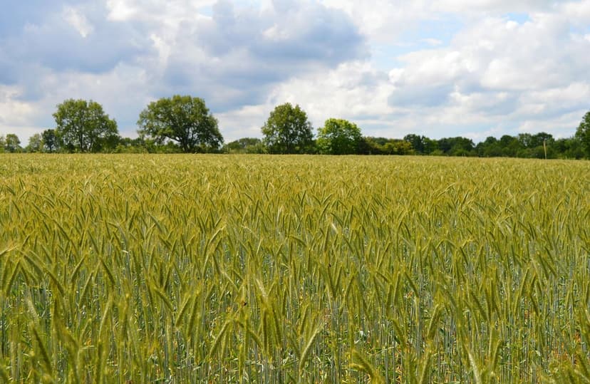 Biostimolanti per Colture di Frutta: Aumenta la tua Produzione