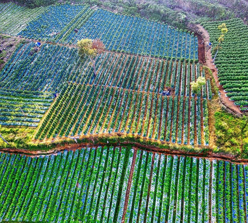 Bioestimulantes Agricultura Ecológica: Mejores Opciones
