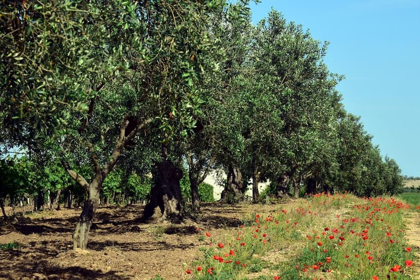 Mechanisms of Action in Olive Water Stress