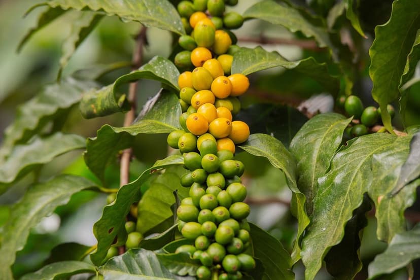 Biostimulants pour l'Avocat : Guide Technique par Phase Phénologique p