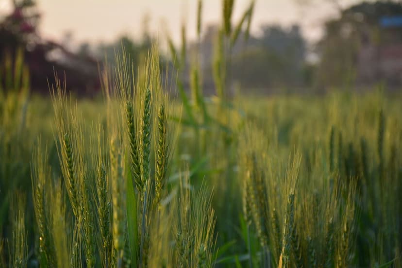 Impacto Ambiental de los Bioprotectores en Agricultura