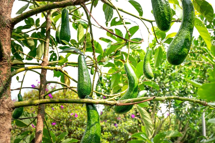 Phytophthora en aguacate ecológico: manejo integrado