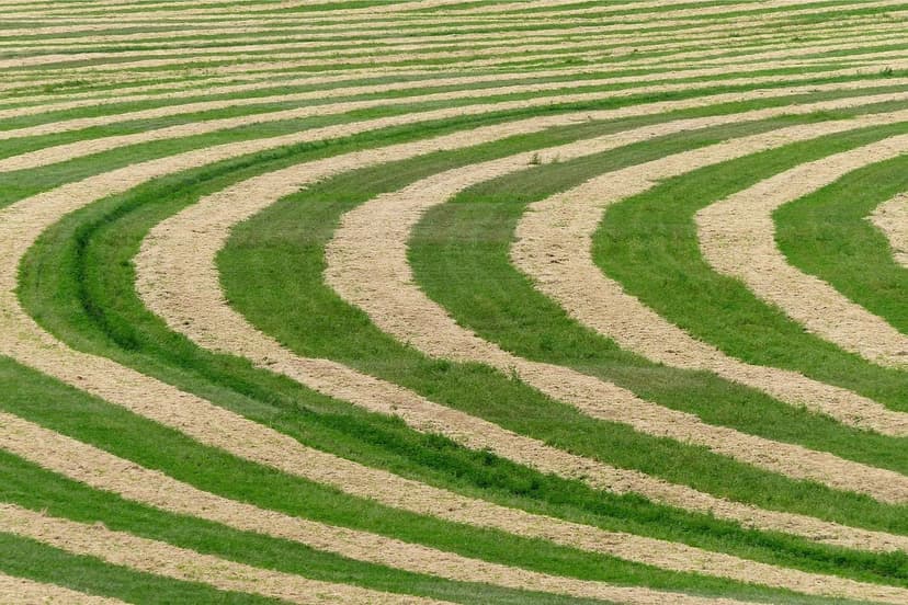 Biostimolanti Agricoli: Cosa Sono e Come Funzionano