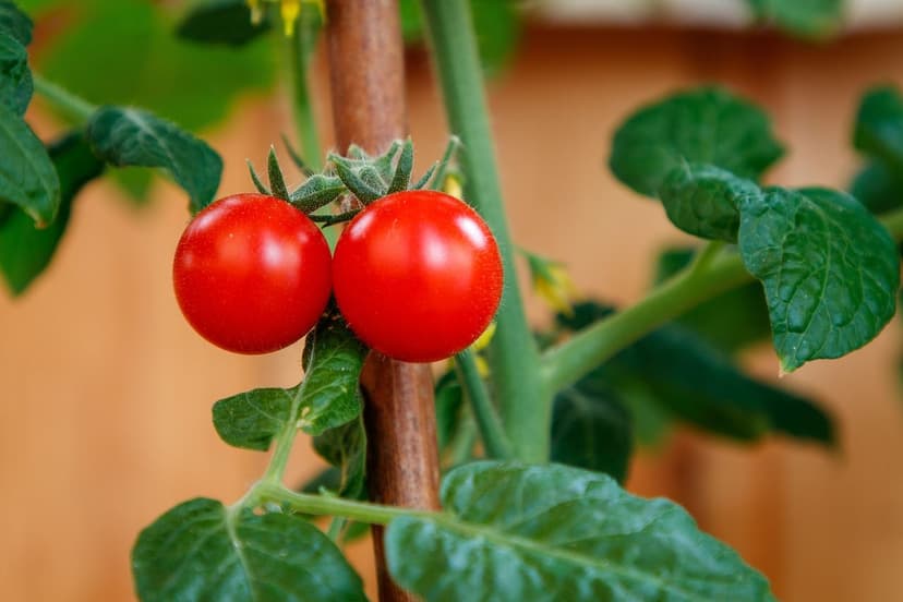 Biostimulants pour Tomates en Colombie : Augmentez la Production